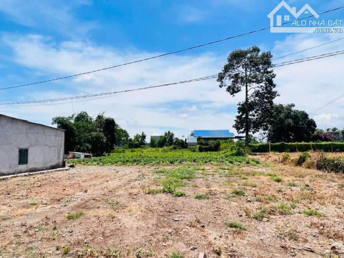 BÁN HƠN 2000M2 SẴN THỔ CƯ - TRUNG TÂM TT ĐẤT ĐỎ , LONG ĐẤT .BRVT - 2