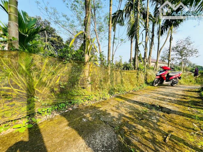 BÁN ĐẤT KIỆT NGUYỄN HOÀNG - THỊ TRẤN ÁI TỬ