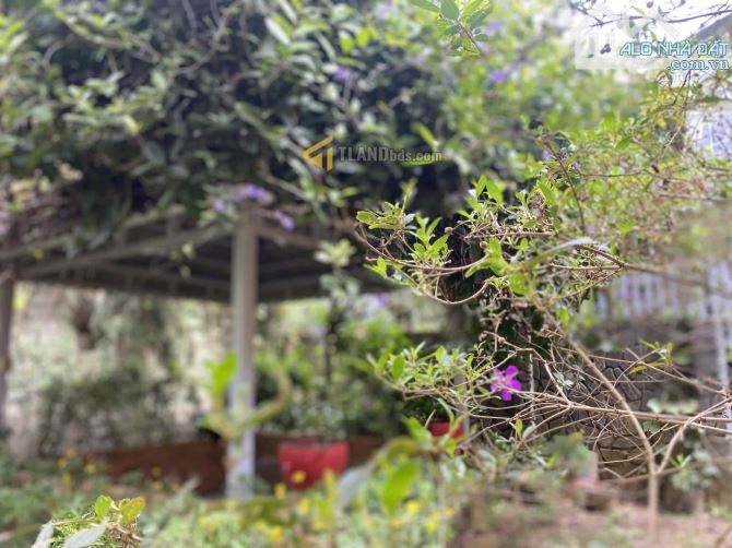 Villa cổ sân vườn rộng ngay  Hùng Vương - Nguyễn Du Đà Lạt 631m2 sẵn 503m2 thổ cư - 3