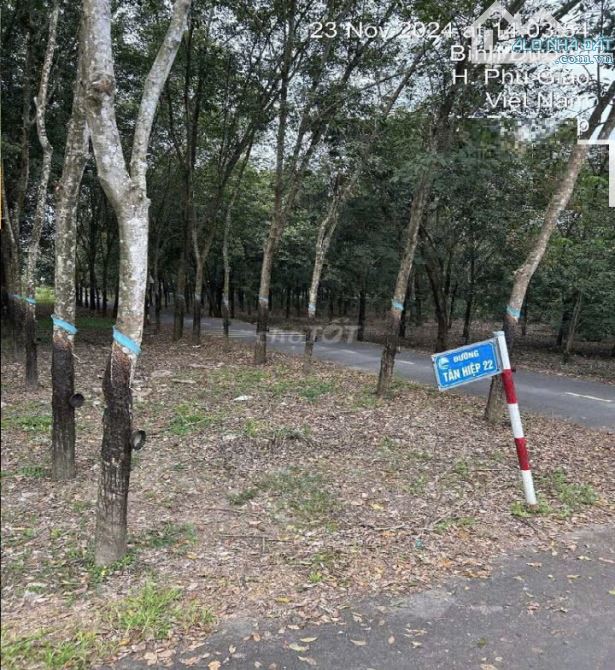 Đất thổ cư sổ hồng riêng tại xã An Linh huyện Phú Giáo Bình Dương - 1