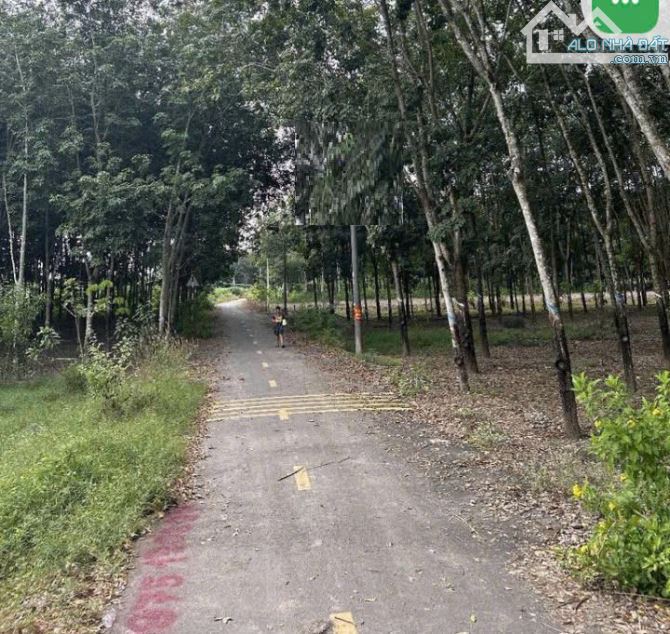 Đất thổ cư sổ hồng riêng tại xã An Linh huyện Phú Giáo Bình Dương - 2
