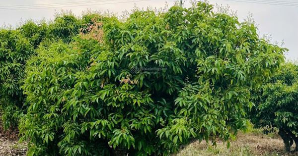 Cần Đẩy Gấp lô đất Trung Tâm phường chũ mặt đường 33m giá F0 - 3