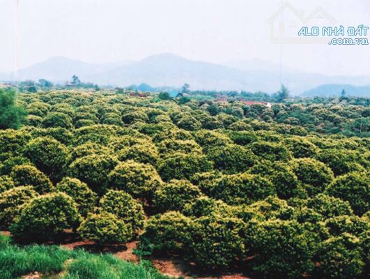 Cần Đẩy Gấp lô đất Trung Tâm phường chũ mặt đường 33m giá F0 - 4