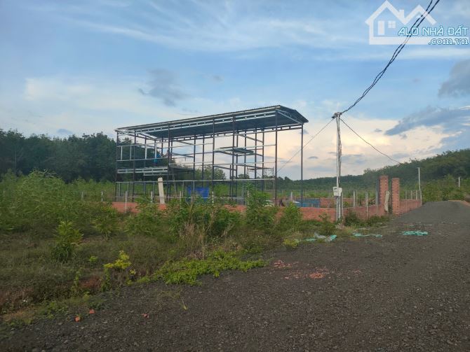 1 sào (14x71 ) đất  đang trông keo có suối cuồi đất chỉ 250tr