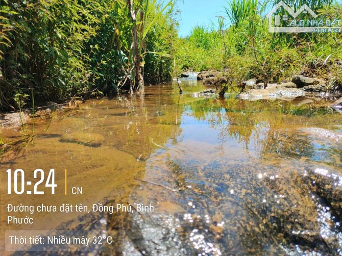 1 sào (14x71 ) đất  đang trông keo có suối cuồi đất chỉ 250tr - 1