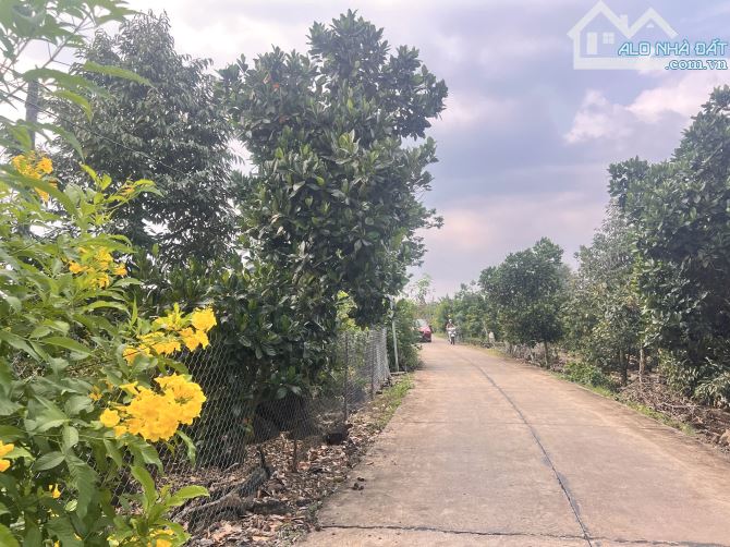 ✨ 5x35m (Full THỔ CƯ) đường Bê Tông 5M (QHLG: 20M) xe tải vi vu, Đất Đẹp Vuông vức - 510Tr - 4