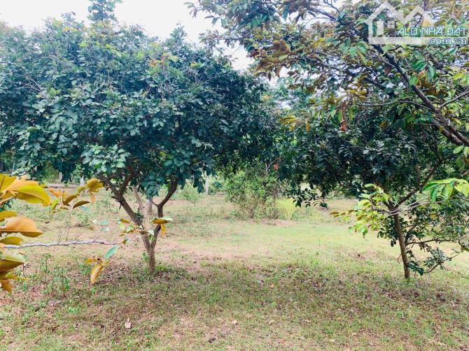 Bán Đất 2.1 Mẫu Có 300tc Tại Xã Long Phước, TP Bà Rịa - 5