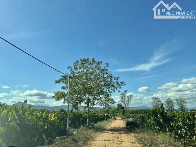 ✨ 4.345m2 với 41M đường sỏi đỏ, 123M Mặt tiền hông và hơn 70M tiếp giáp mặt nước - 1.15 Tỷ - 2