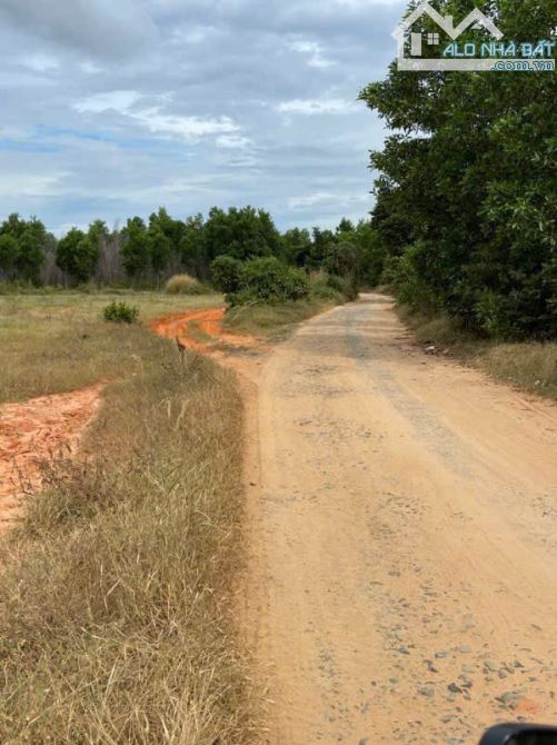 Bán 4,7HA đất chỉ 200nghìn/m2 xã tiến thành, thành phố phan thiết, tỉnh Bình Thuận - 3