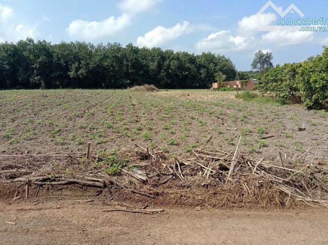 Đất sào 14x65m. Tiến Hưng, T.P Đồng Xoài - 2