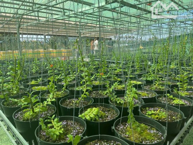 Bán nhà vườn vui vẻ xã hòa phú, 4000m2 có 800m2 đất ở - 1