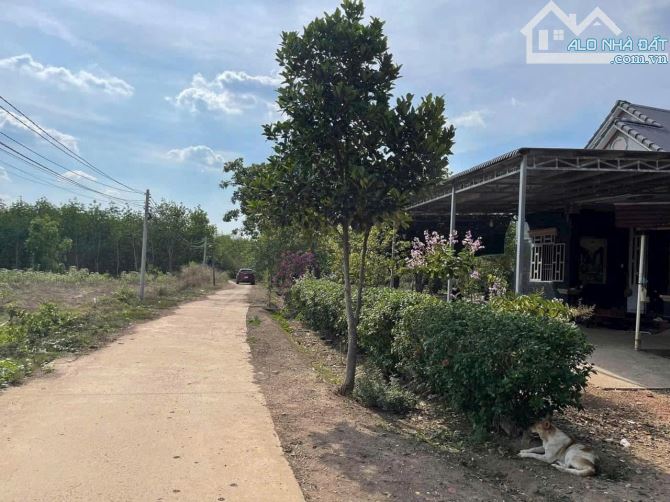 Chỉ: 350tr Bán lô Đất Gần chợ Tân Phước, Đồng Phú