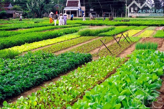 Bán lô đất 100m khu vực làng rau Trà Quế nổi tiếng của Hội An - 1