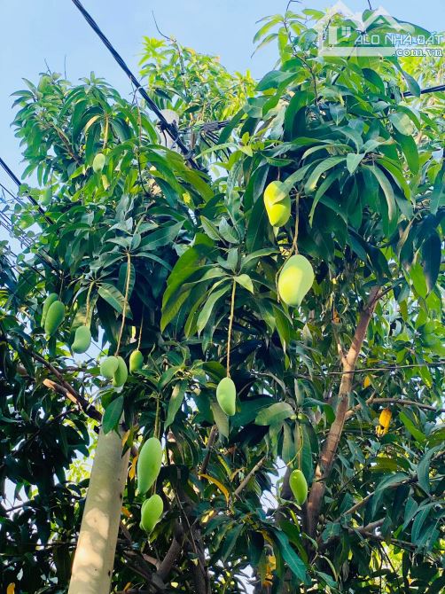 Đất full thổ Lô góc không QH&LG ngang 9m xây biệt thự nh àcao tầng - 3