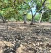 4.8ha có 170m mặt tiền Đường nhựa Tân Phước