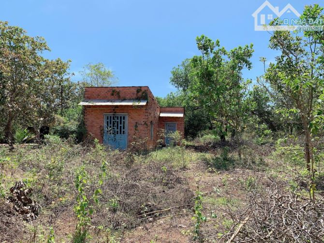 Bán khoảng 6 sào (6037m2) đất Láng Lớn, huyện Châu Đức, BRVT. - 5