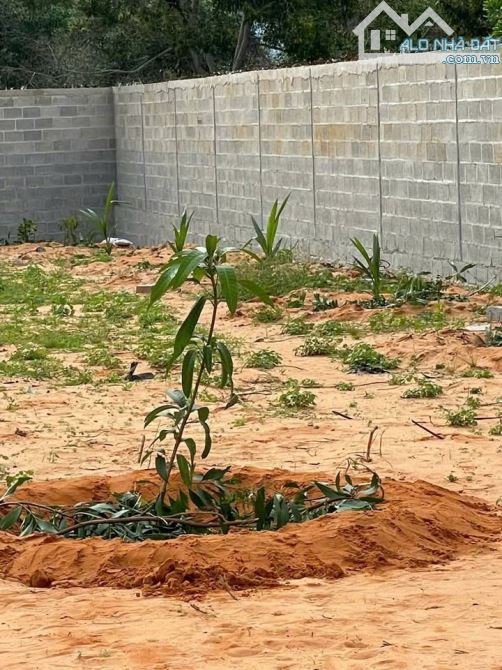 BÁN 1000m2 qh THỔ CƯ PHƯỜNG HÀM TIẾN, PHAN THIẾT - giá 4,5 tỷ TL - 1