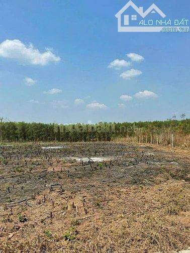 Cần bán mảnh đất 2 mặt tiền quy hoạch đất ở Đô Thị tại khu phố 2 thị trấn Vĩnh An - 6