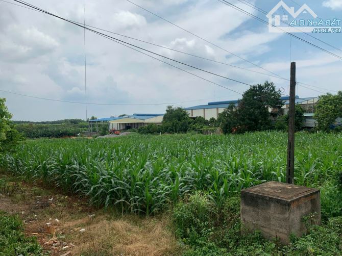 Cần bán 8 sào đất mặt tiền quốc lộ 1A - Vị trí vàng cho đầu tư - 1