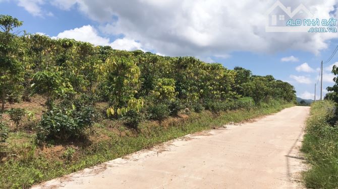 2.1 sào Bảo Lộc 50m mặt đường View đẹp - 4