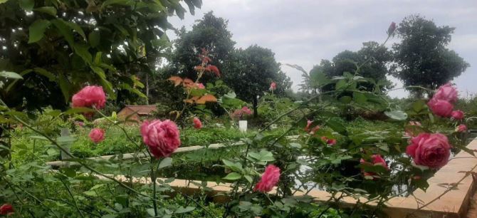 LÔ ĐẤT BIỆT THỰ VƯỜN TUYỆT ĐẸP MẶT TIỀN 56B SUỐI NGHỆ, THỔ CƯ, CÓ HỒ BƠI, VƯỜN CÂY ĂN TRÁI - 11