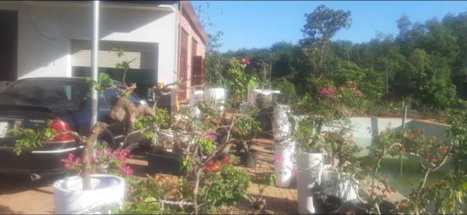 LÔ ĐẤT BIỆT THỰ VƯỜN TUYỆT ĐẸP MẶT TIỀN 56B SUỐI NGHỆ, THỔ CƯ, CÓ HỒ BƠI, VƯỜN CÂY ĂN TRÁI - 12