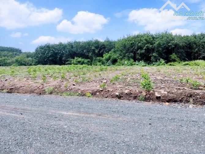 1000m2 ngang 15m đang trồng tràm giá 330 đồng phú bình phước