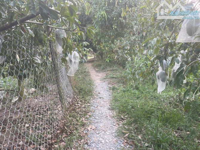 Bán Hơn 7 Công Trồng Full Mãng Cầu Xiêm Đang Cho Trái Ở Ô Môn Cần Thơ