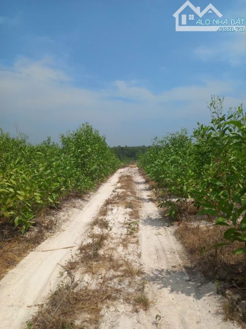 4000m2 đất Đẹp bằng phẳng có 100m mặt tiền đường đất 5m, cách Lý Thường Kiệt 1,1 km - 2