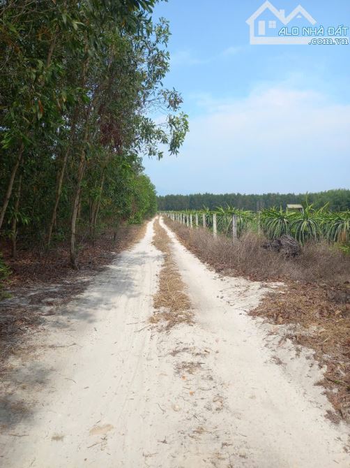 4000m2 đất Đẹp bằng phẳng có 100m mặt tiền đường đất 5m, cách Lý Thường Kiệt 1,1 km - 3