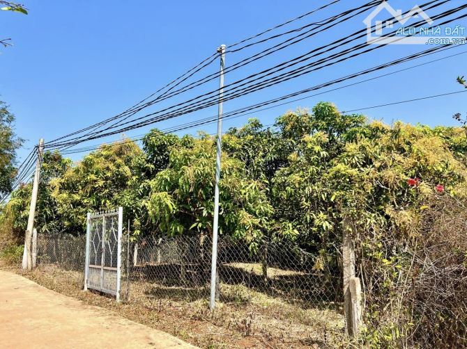 ✨ 1.000m2 (100m2 ONT). Đã rào sẵn lưới B40 & Full vườn Xoài Cát Hoà Lộc đang thu - 1.45 Tỷ - 1