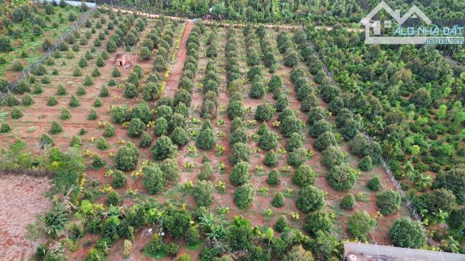 1,1 hecta sầu riêng thôn 1 Đạt Lý 900 triệu/sào Quỳnh Anh