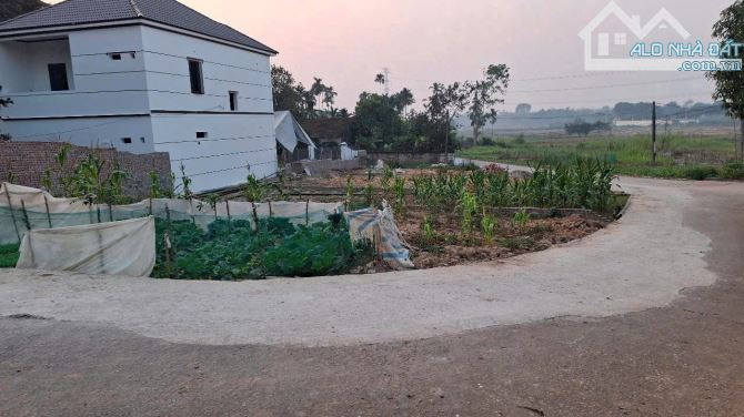 Cực hiếm tại lam sơn- tam nông- phú thọ chỉ hơn 500 - 1