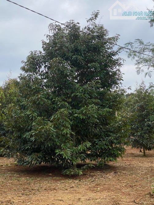 1,1 hecta sầu riêng thôn 1 Đạt Lý 900 triệu/sào Quỳnh Anh - 3