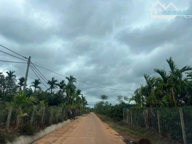 1,1 hecta sầu riêng thôn 1 Đạt Lý 900 triệu/sào Quỳnh Anh - 6