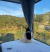 Đất biệt thự VIEW THÔNG -  Hoàng Hoa Thám - P10 - Đà Lạt - 252m2 - 9 tỷ 1