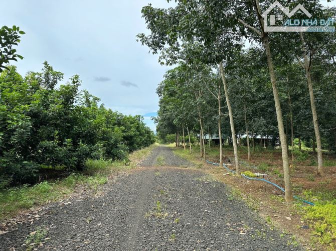 Bán đất sào đang trồng chôm chôm 1.068m2 Tại Đồng Tiến, Đồng Phú