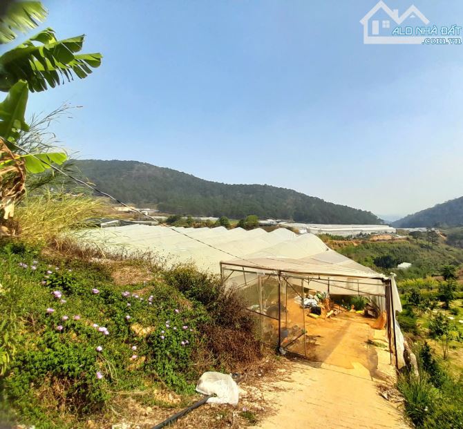 Bán đất view đẹp đồi thông gần trung tâm Đà Lạt, đi Hồ Xuân Hương khoảng 5km - 1