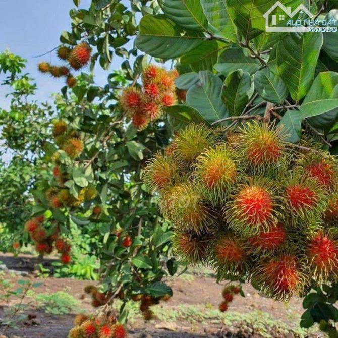 Bán đất sào đang trồng chôm chôm 1.068m2 Tại Đồng Tiến, Đồng Phú - 2