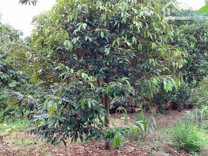 Bán khoảng 3 sào 1 (3112m2) đất Bàu Chinh, huyện Châu Đức, BRVT. - 5