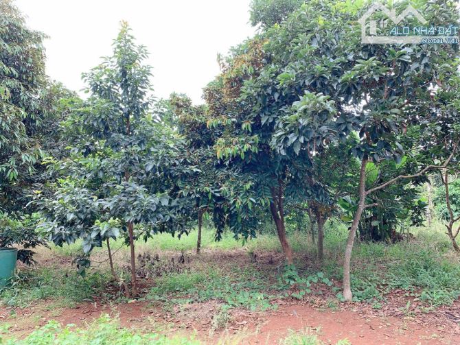 Bán khoảng 3 sào 1 (3112m2) đất Bàu Chinh, huyện Châu Đức, BRVT. - 7