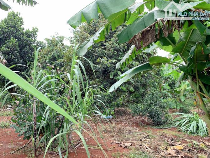Bán khoảng 3 sào 1 (3112m2) đất Bàu Chinh, huyện Châu Đức, BRVT. - 8