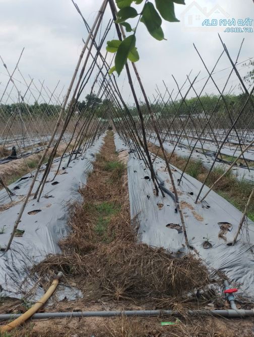 Bán lô mt đường nhựa Trần Thị Liêng, dt 3.625m2, QH khu dân cư, xã Nhuận Đức.