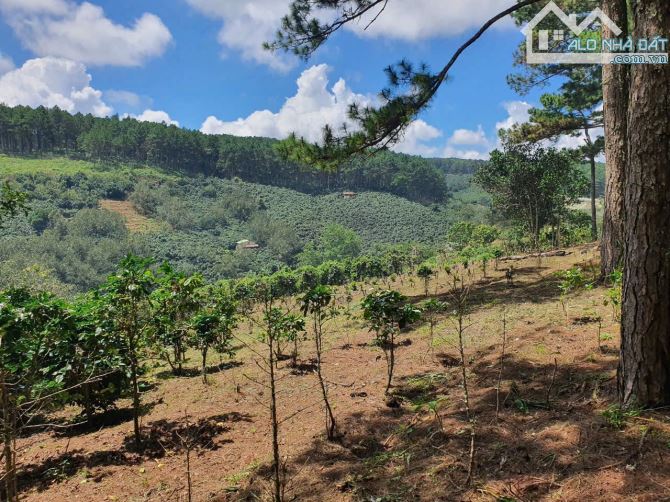 BÁN LÔ ĐẤT 2000M² TAI XÃ TRẠM HÀNH, CẦU ĐẤT – ĐÀ LẠT Vị trí đắc địa. Thích hợp nghĩ dưỡng - 12