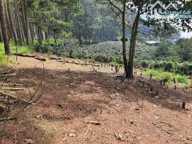 BÁN LÔ ĐẤT 2000M² TAI XÃ TRẠM HÀNH, CẦU ĐẤT – ĐÀ LẠT Vị trí đắc địa. Thích hợp nghĩ dưỡng - 13