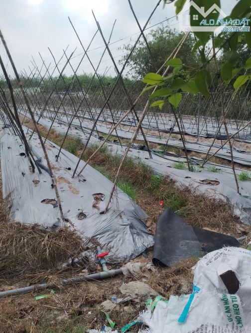 Bán lô mt đường nhựa Trần Thị Liêng, dt 3.625m2, QH khu dân cư, xã Nhuận Đức. - 2