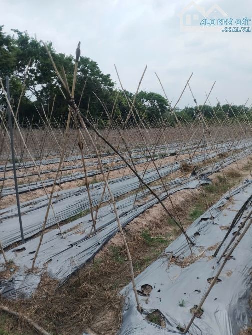Bán lô mt đường nhựa Trần Thị Liêng, dt 3.625m2, QH khu dân cư, xã Nhuận Đức. - 3