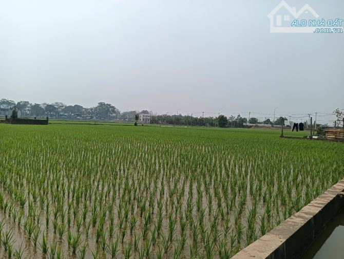 Bán đất bìa làng nhìn ra cánh đồng xã Dục Tú - nằm sát đường dẫn lên cầu Tứ Liên. - 6