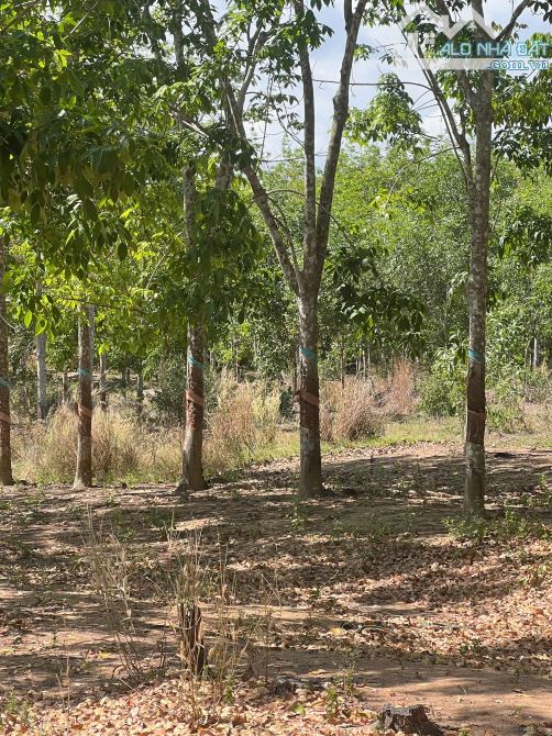 256.000m2 cách nhựa liên xã 350m, cách QL1A  7,5 km