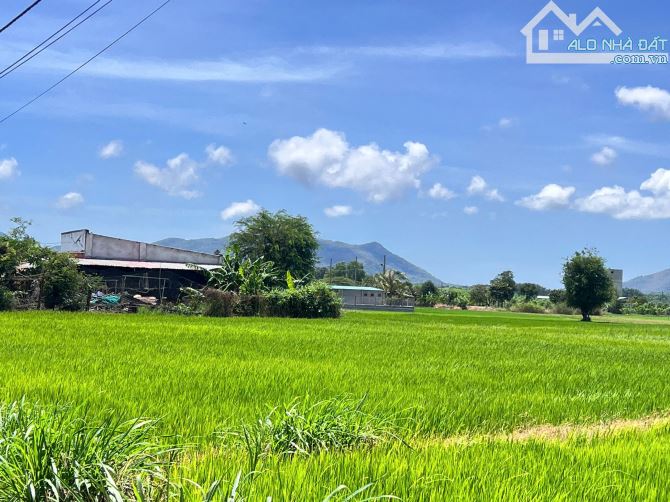 View lúa mặt tiền đường nhựa 10x27m-120tc giá 3tỷ